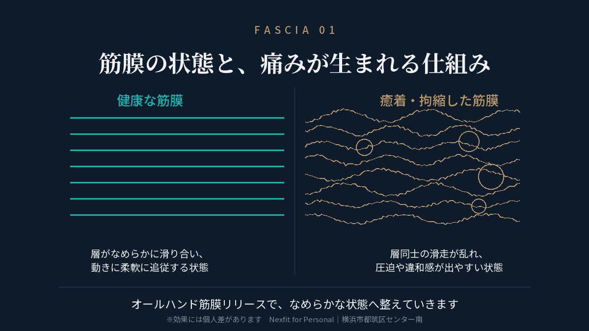 健康な筋膜と癒着・拘縮した筋膜の違いを示す比較図（筋膜リリースと腰痛の関係）
