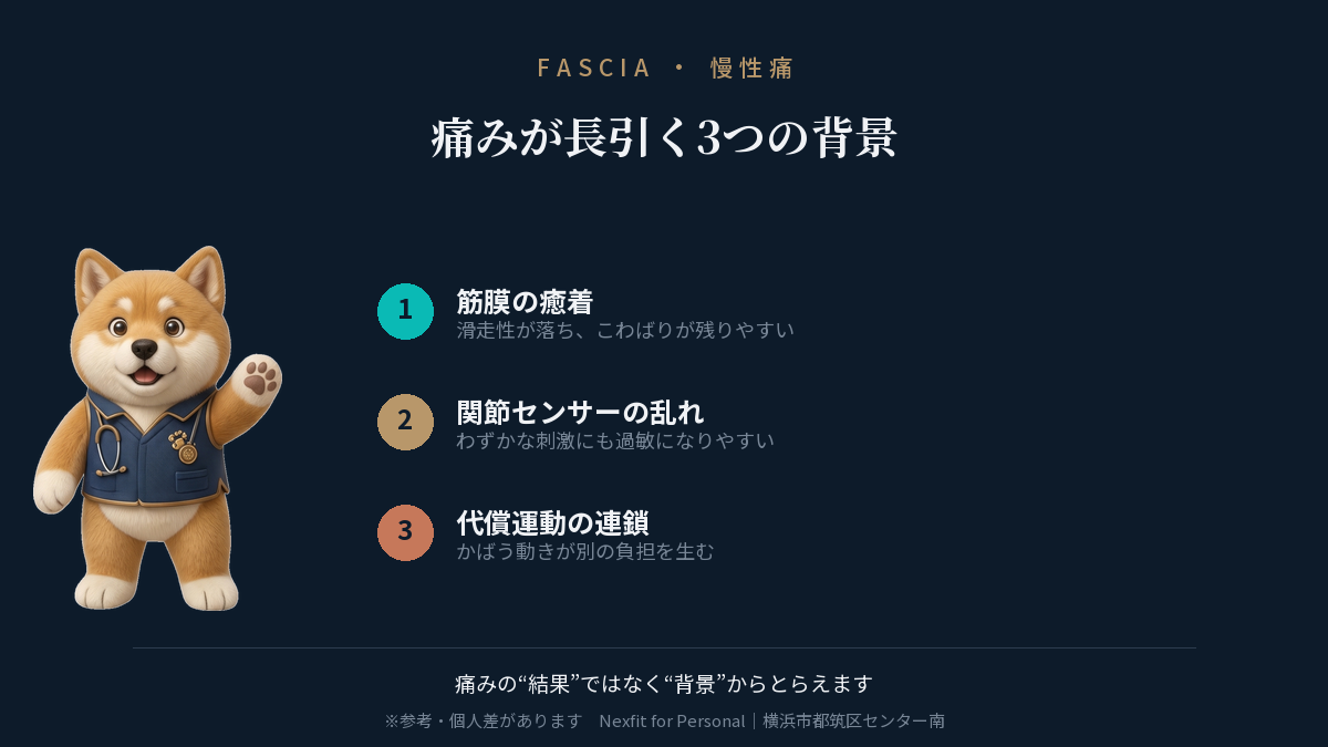 痛みが長引く3つの背景:筋膜の癒着・関節センサーの乱れ・代償運動の連鎖