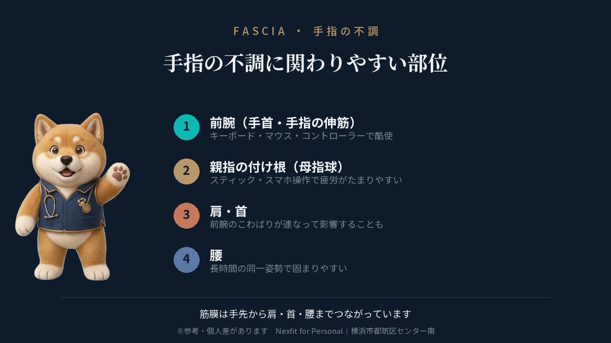 手指の不調に関わりやすい部位:前腕・母指球・肩首・腰(筋膜のつながり)