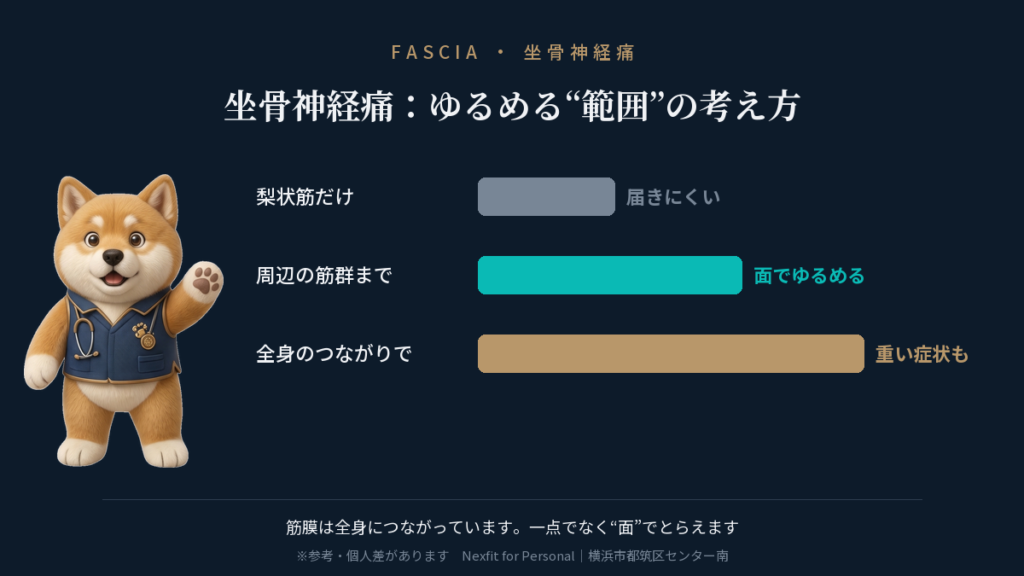 坐骨神経痛のケア範囲：梨状筋だけでなく周辺筋群・全身のつながりまで面でとらえる筋膜の視点